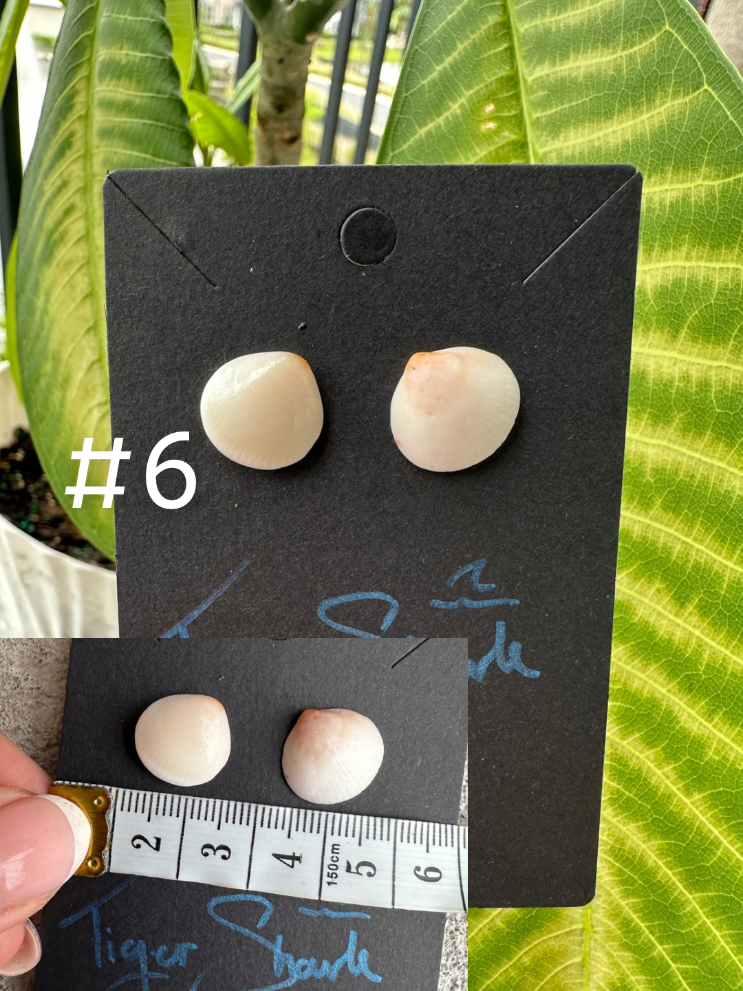 Real Sea Shell Stud Earrings – Handmade from Matching Shells Collected on Sanibel Island, Florida – Stainless Steel or Sterling Silver Posts