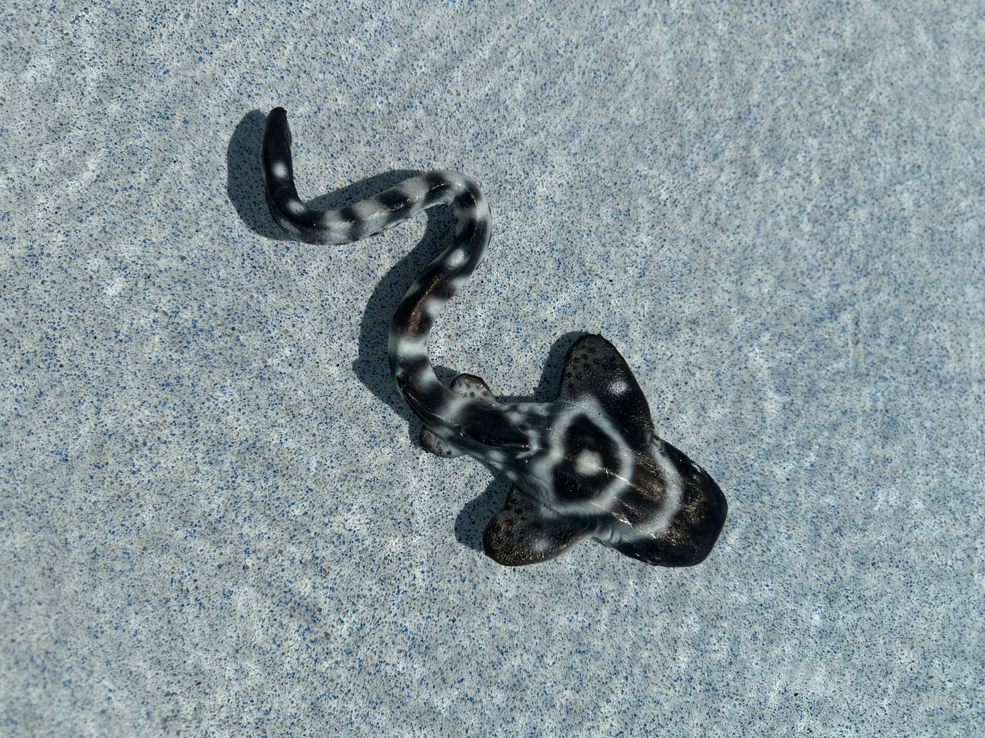 Shello Box 2025 - Sharkmas Shello Box