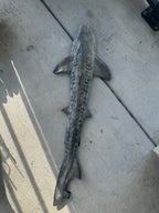 Leopard Shark Realistic Weight Belt