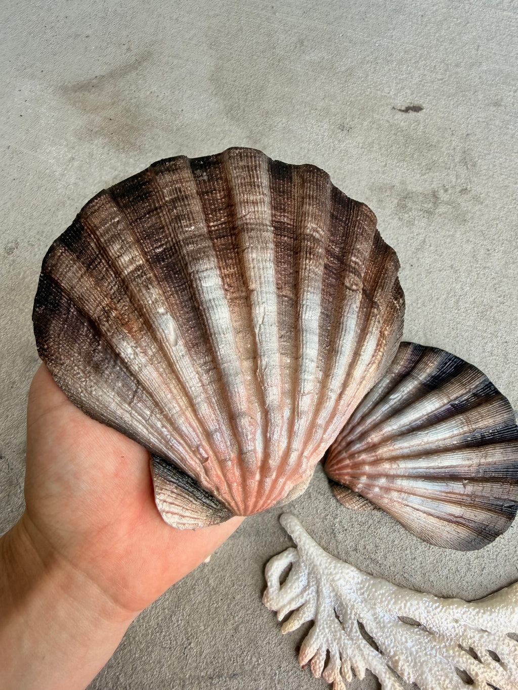 Natural Shell Build-A-Top Set – Custom Silicone Mermaid Top (B–DD)