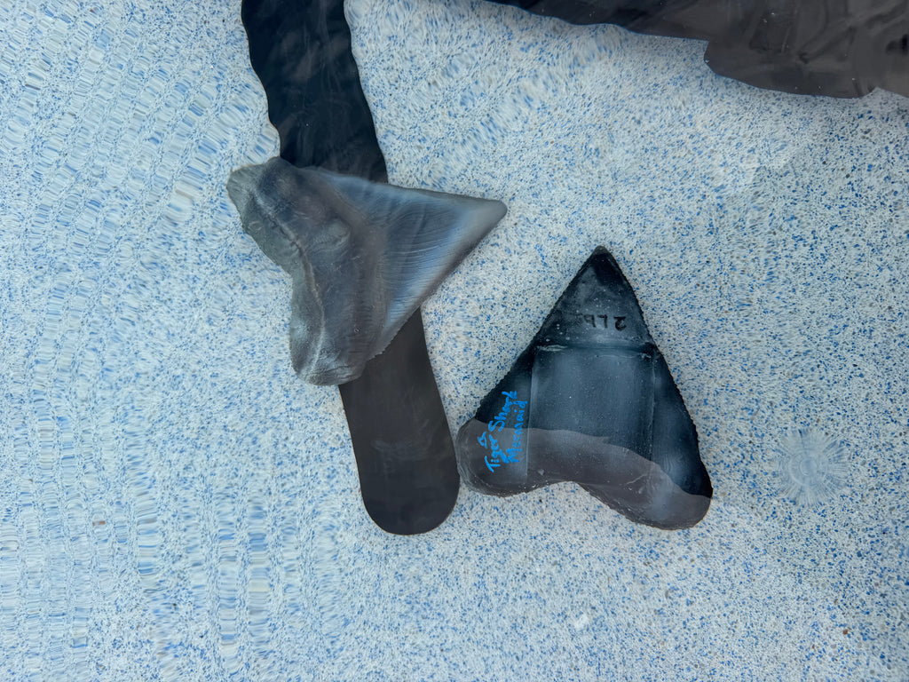 Custom Shark Tooth Dive Weight | Silicone Freediving & Mermaid Weight |Sold Individually