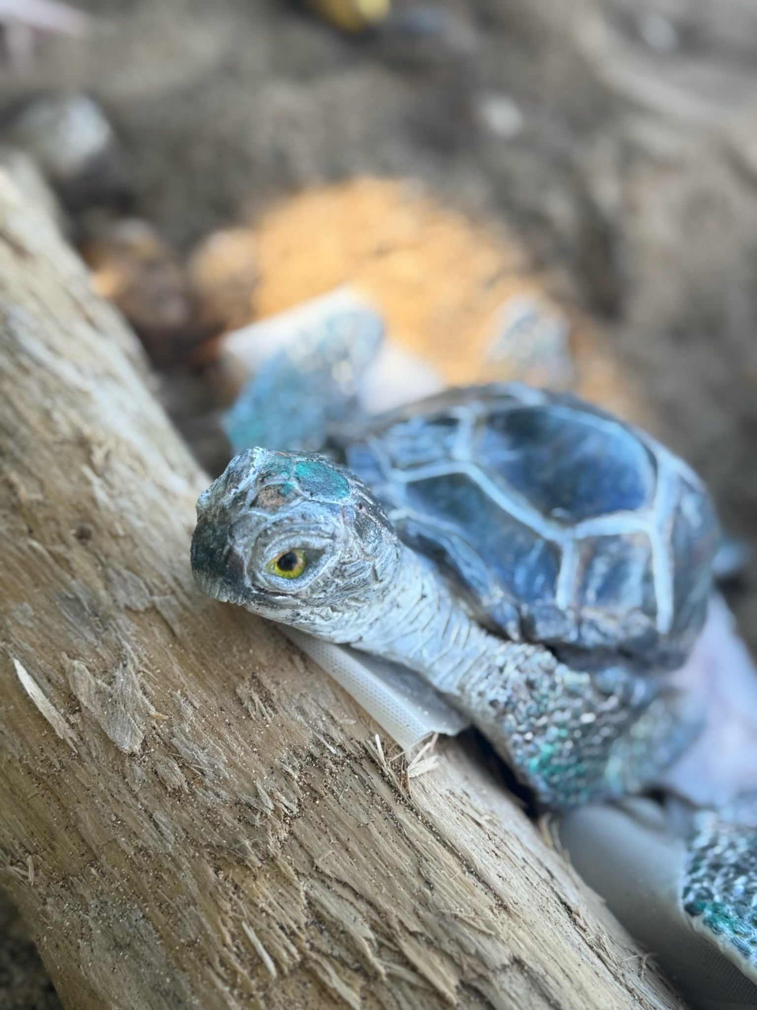 Sea Turtle Top Slot B,C,D, & DD Cup Size