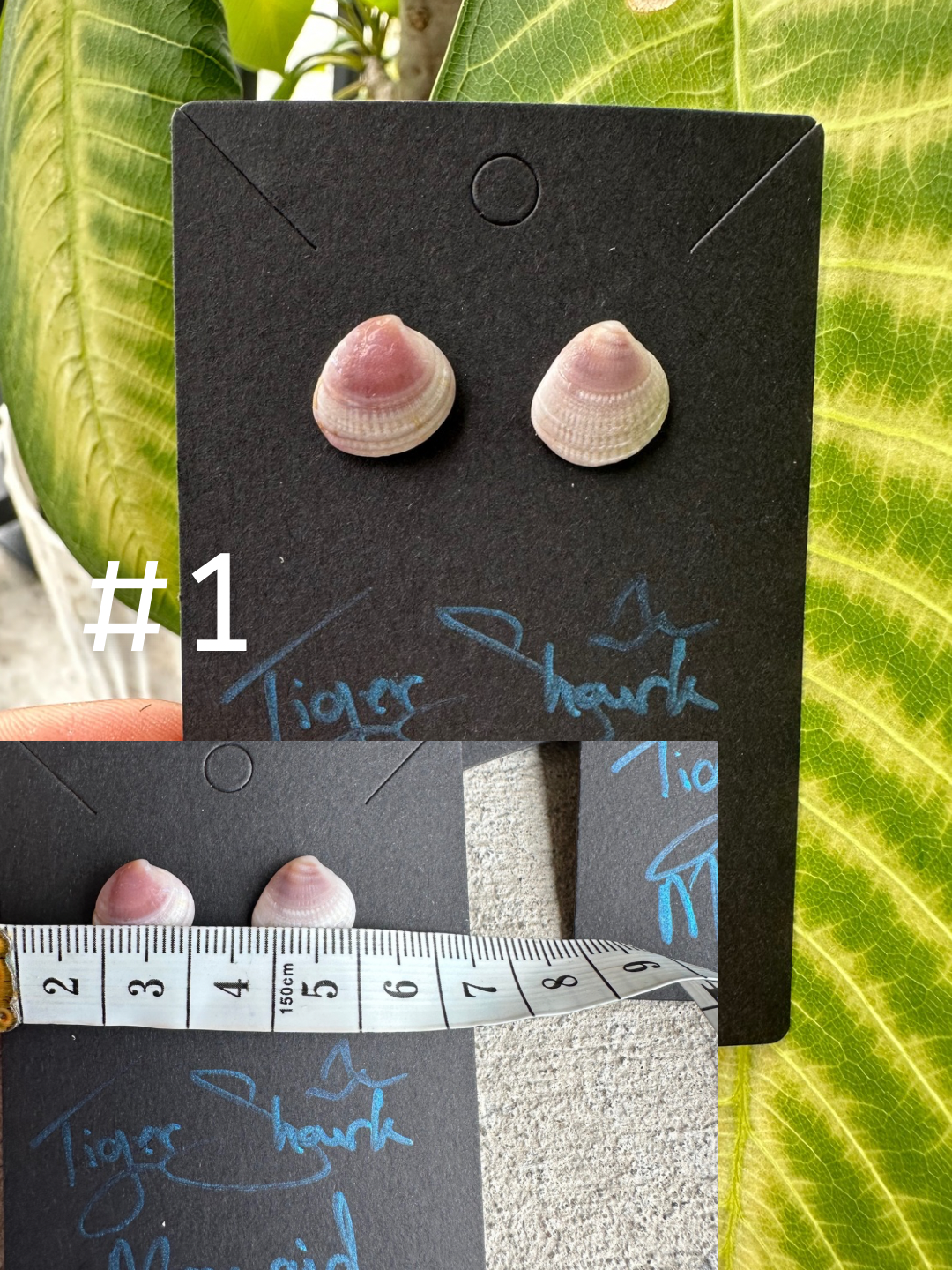 Real Sea Shell Stud Earrings – Handmade from Matching Shells Collected on Sanibel Island, Florida – Stainless Steel or Sterling Silver Posts