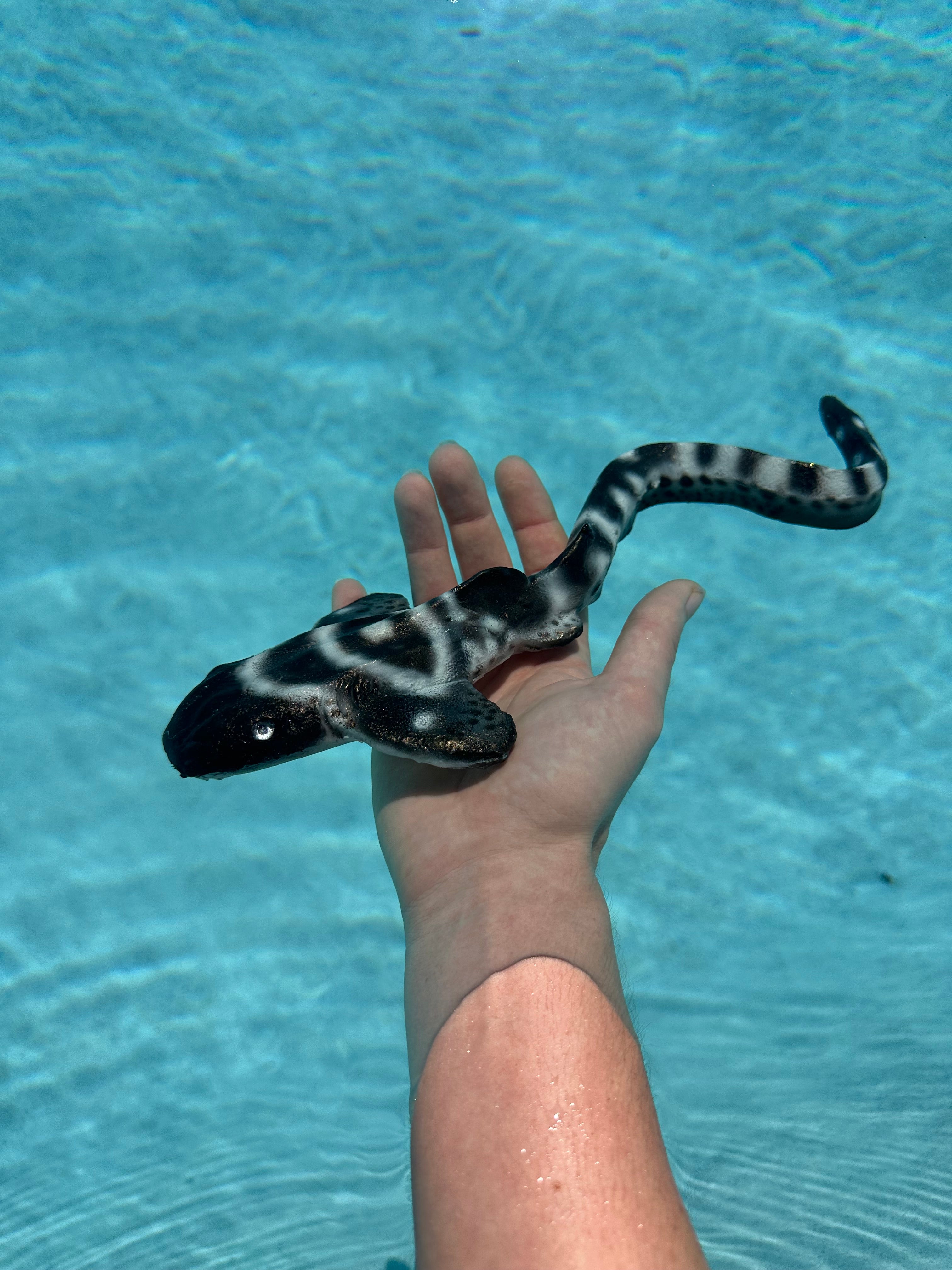 Shello Box 2025 - Sharkmas Shello Box