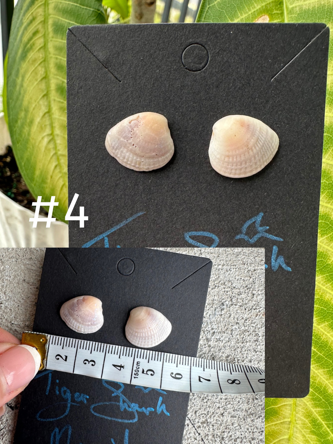Real Sea Shell Stud Earrings – Handmade from Matching Shells Collected on Sanibel Island, Florida – Stainless Steel or Sterling Silver Posts