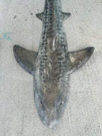 Leopard Shark Realistic Weight Belt