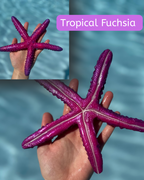 Linckia Starfish Dive Toy – Custom Colors Available