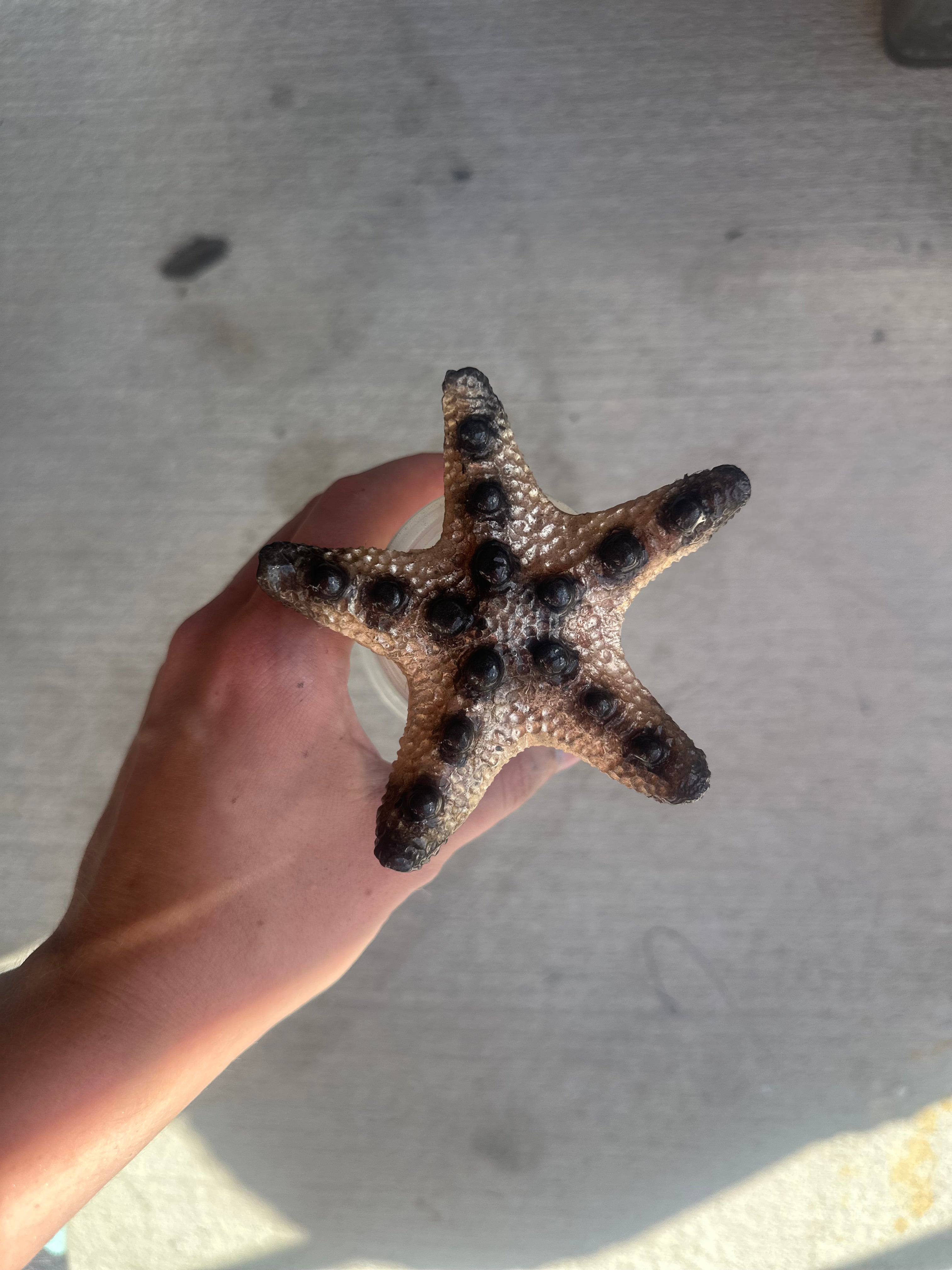 Custom Silicone Starfish Dive Toys – Set of 3 | Mermaid Tail Match, Pool Props & Underwater Party Favors