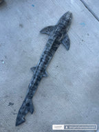 Leopard Shark Realistic Weight Belt