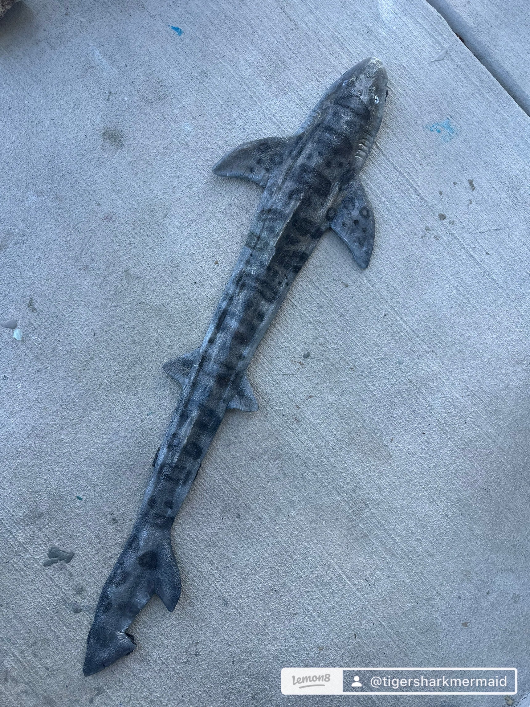 Leopard Shark Realistic Weight Belt