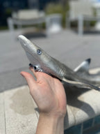 Custom Blacktip Reef Shark Shape Diving Weight Belt (Fully Customizable)