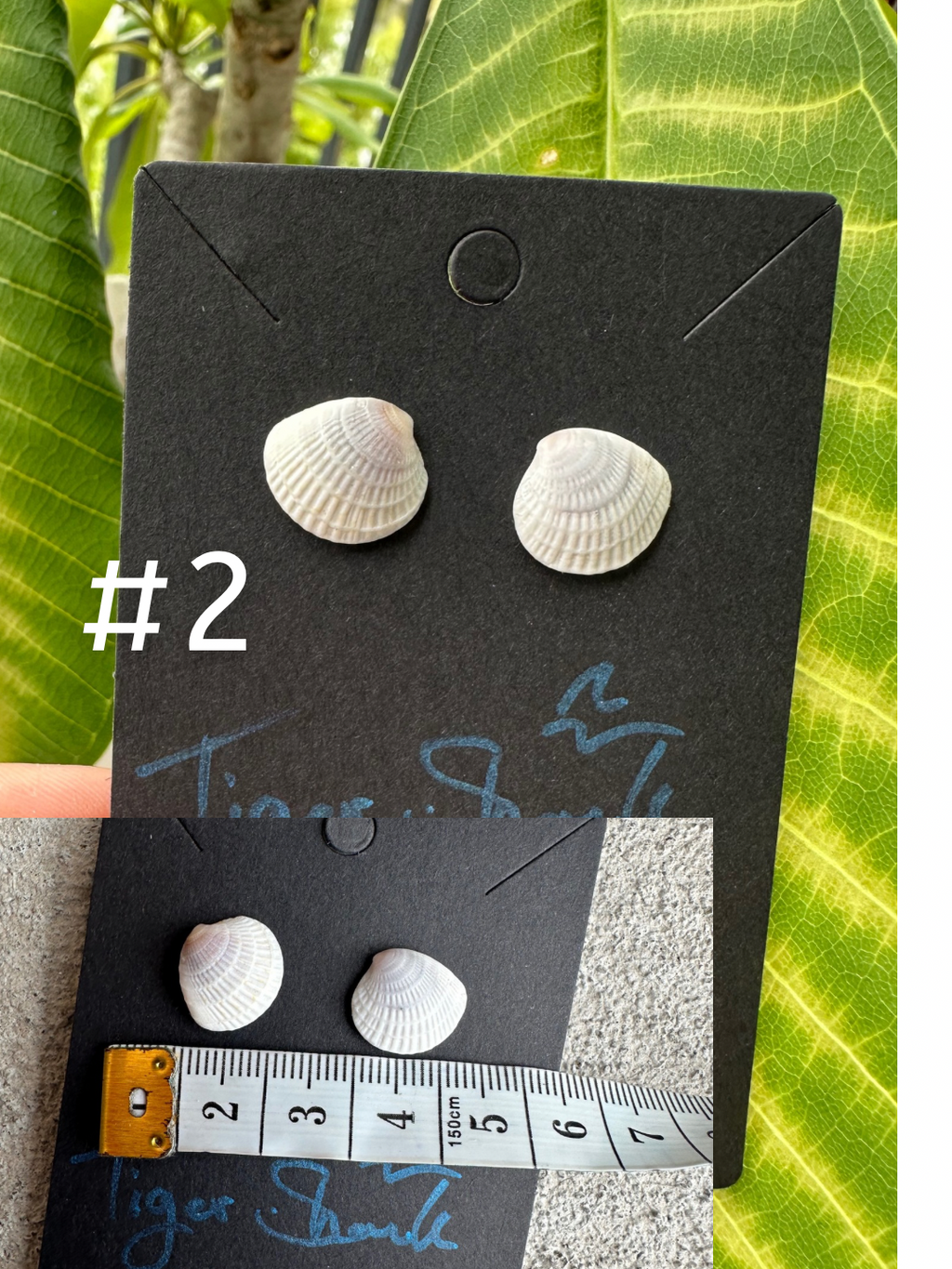 Real Sea Shell Stud Earrings – Handmade from Matching Shells Collected on Sanibel Island, Florida – Stainless Steel or Sterling Silver Posts