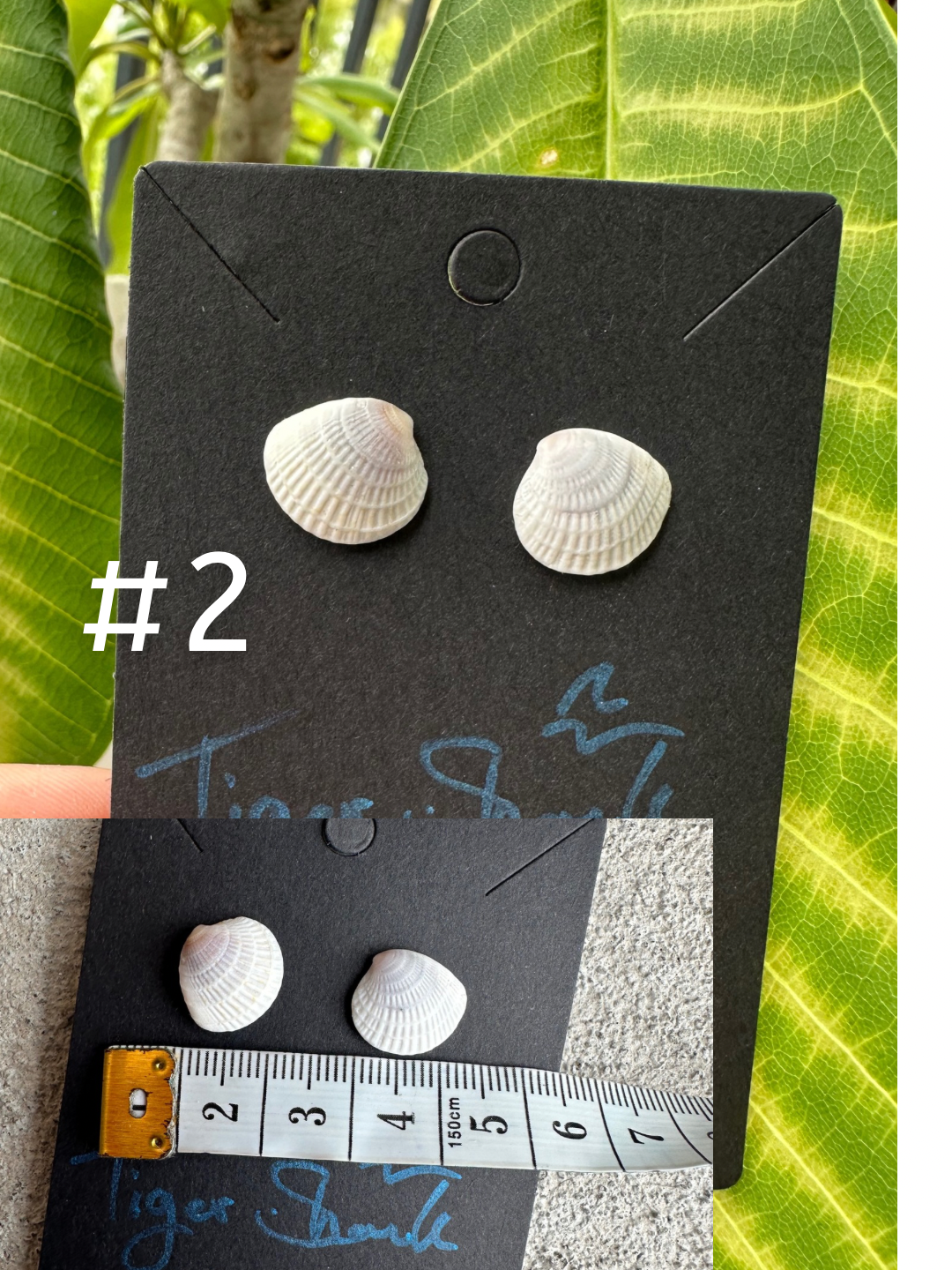 Real Sea Shell Stud Earrings – Handmade from Matching Shells Collected on Sanibel Island, Florida – Stainless Steel or Sterling Silver Posts