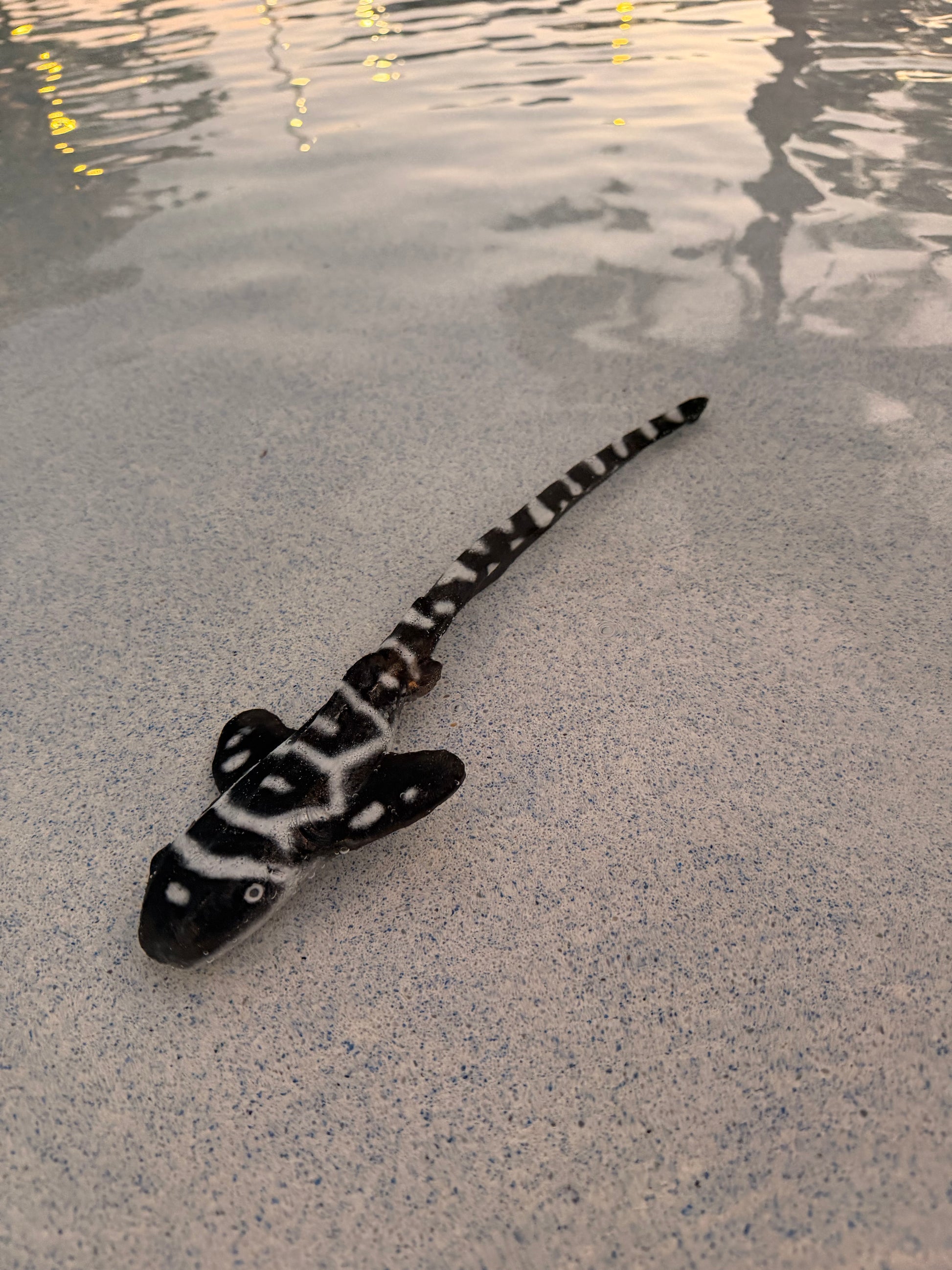 Shark Arm Wraps – Flexible Silicone Performance Accessories