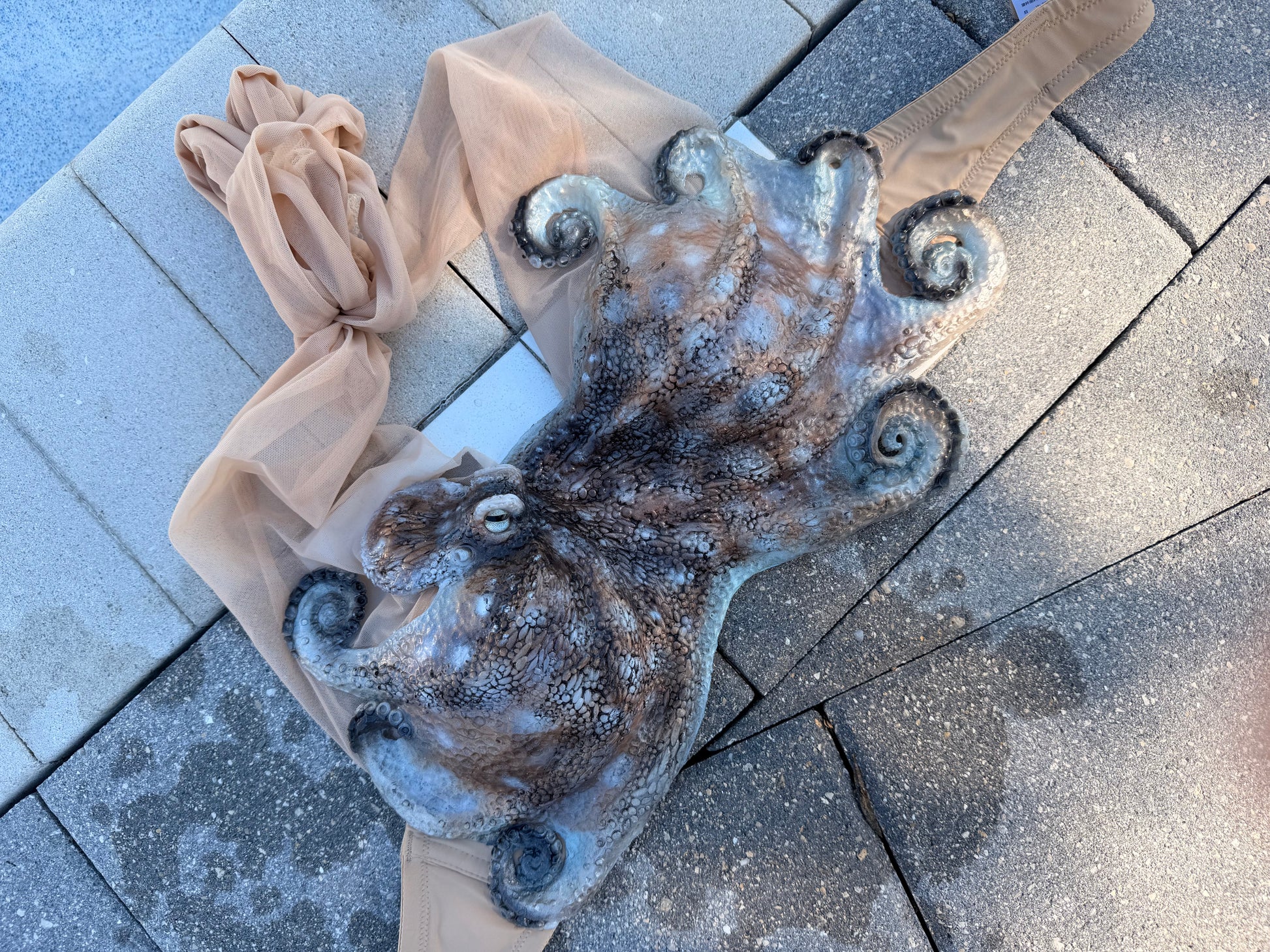 Caribbean Reef Octopus Silicone Top – Pre-Made (34B / Convertible O-Ring Fit)