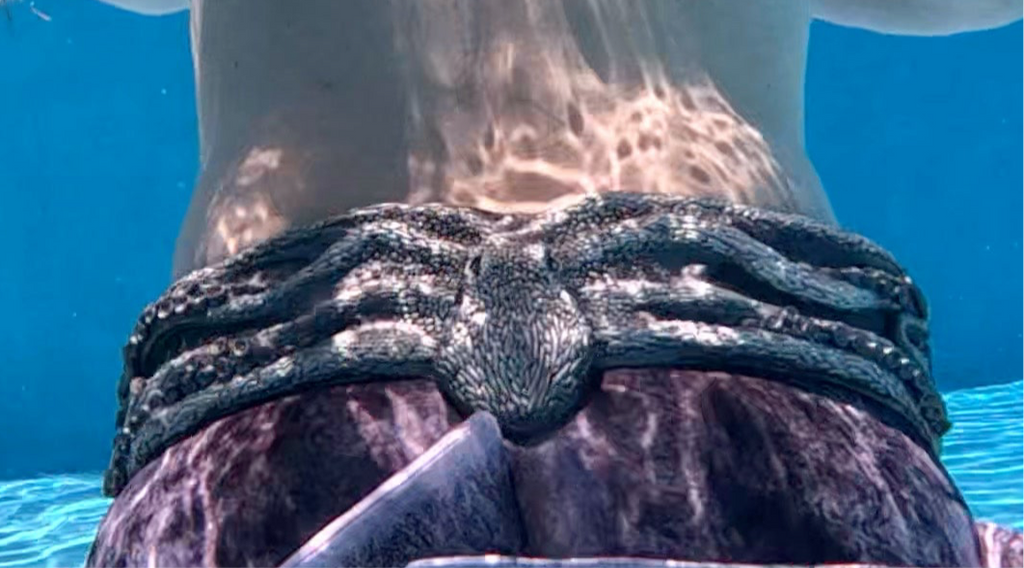 Octopus Diving Weight Belt – Handcrafted, Ocean-Inspired Dive Accessory