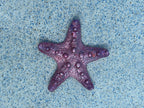 Custom Silicone Starfish Dive Toys – Set of 3 | Mermaid Tail Match, Pool Props & Underwater Party Favors