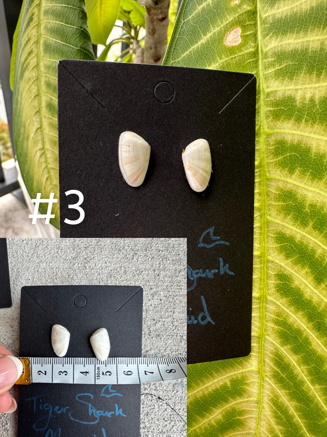 Real Sea Shell Stud Earrings – Handmade from Matching Shells Collected on Sanibel Island, Florida – Stainless Steel or Sterling Silver Posts