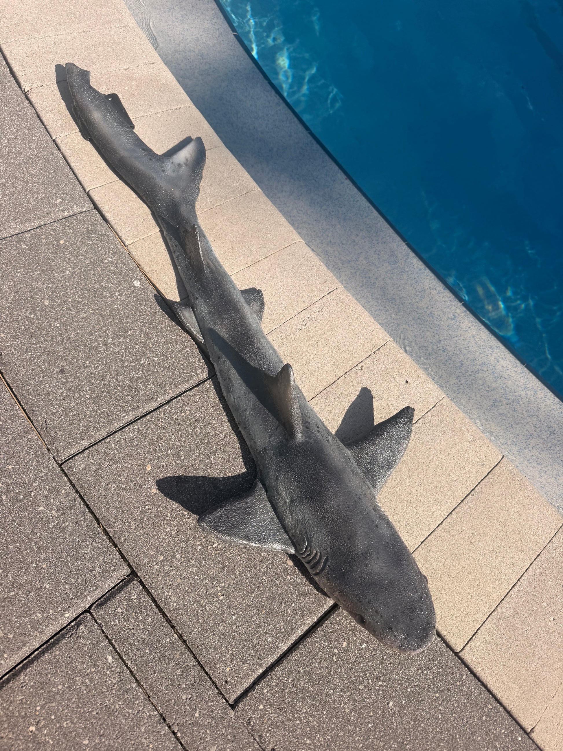 Great white coloration/Black tip Body shape shark weight belt 3.5lbs of added weight