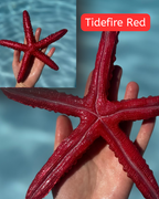 Linckia Starfish Dive Toy – Custom Colors Available