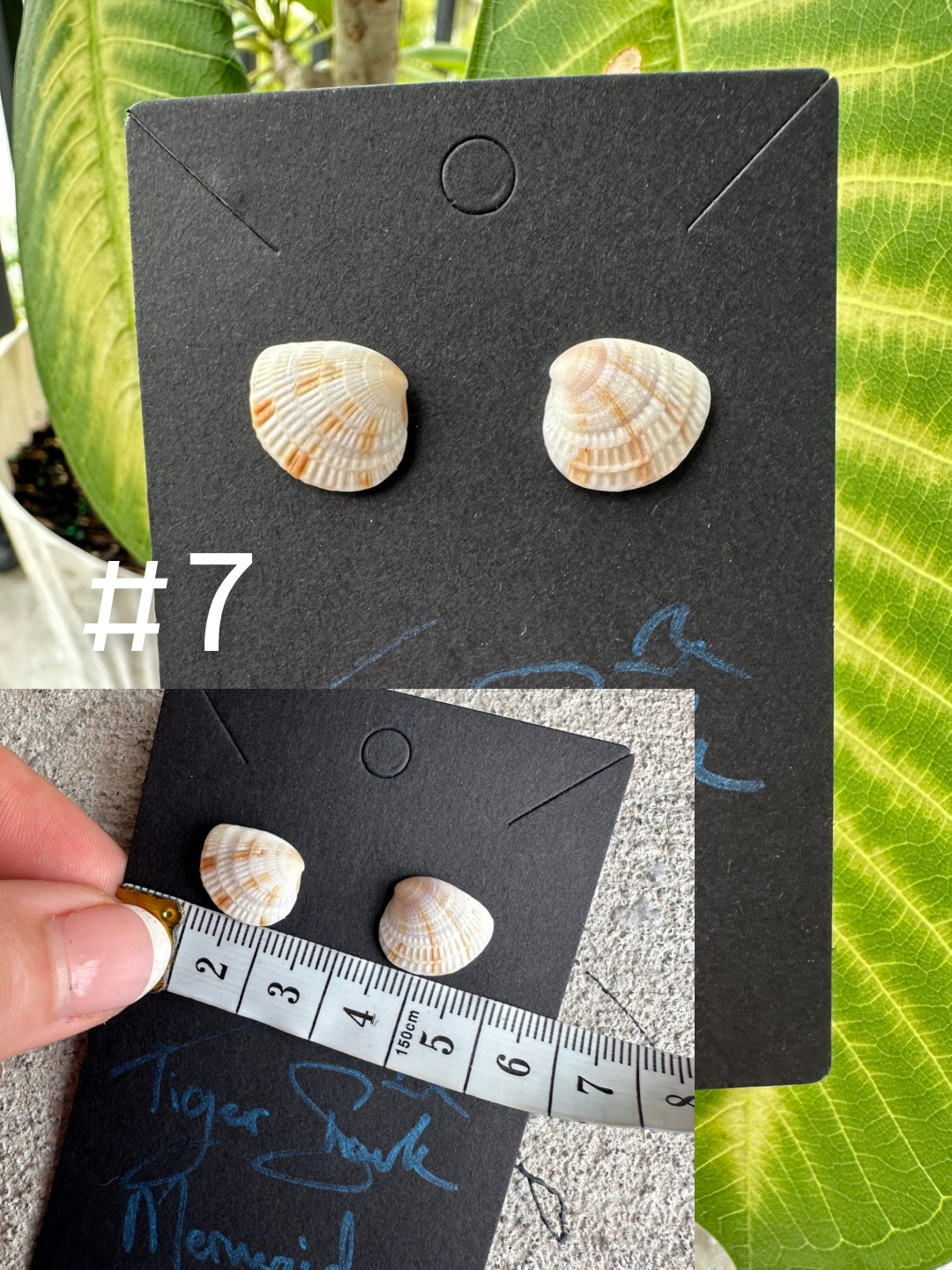 Real Sea Shell Stud Earrings – Handmade from Matching Shells Collected on Sanibel Island, Florida – Stainless Steel or Sterling Silver Posts