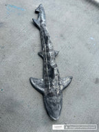 Leopard Shark Realistic Weight Belt