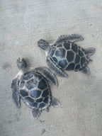 Sea Turtle Top Slot B,C,D, & DD Cup Size