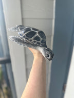 Sea Turtle Top Slot B,C,D, & DD Cup Size