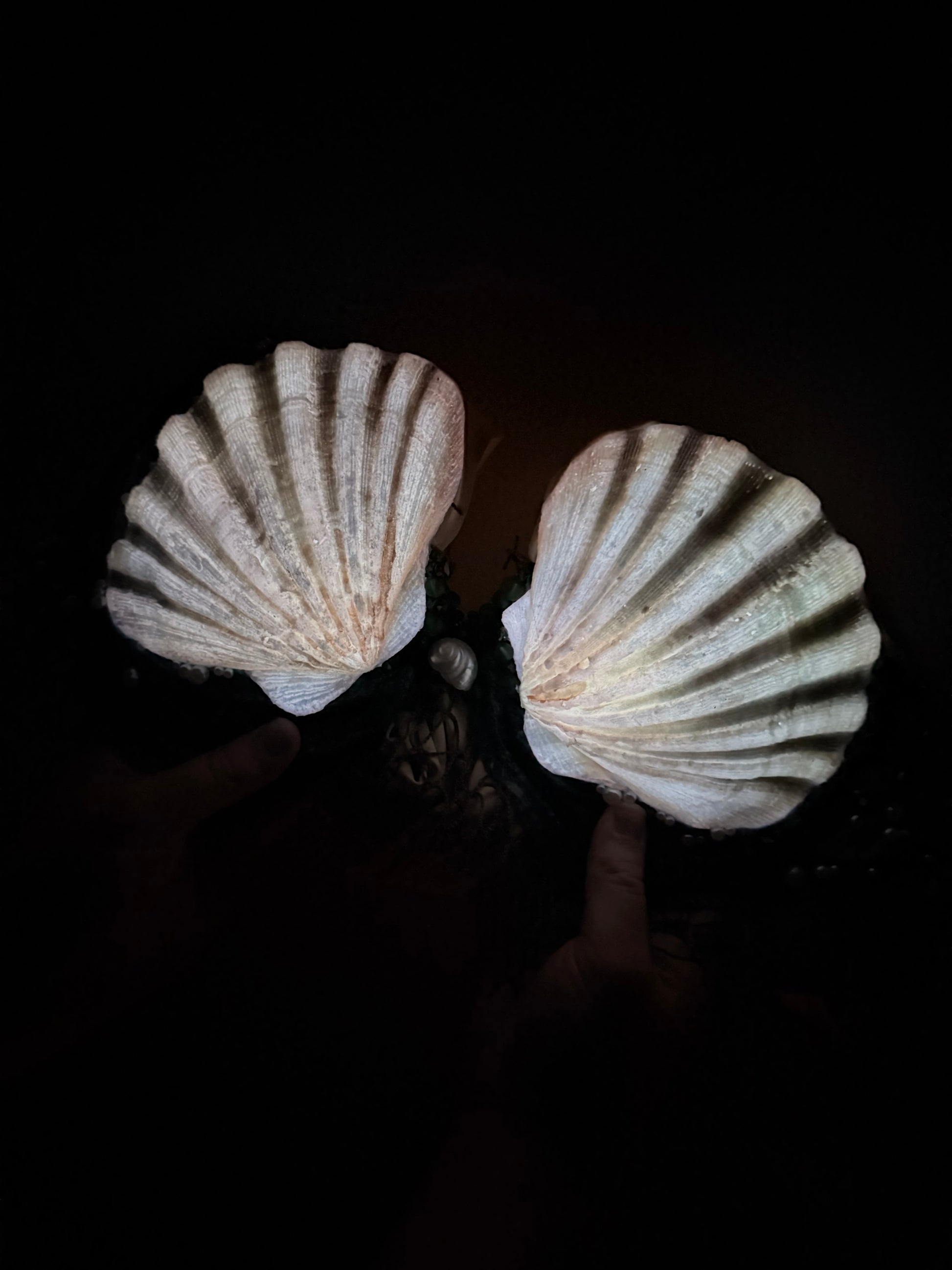 Moonlit Reef Glow-in-the-Dark Mermaid Top