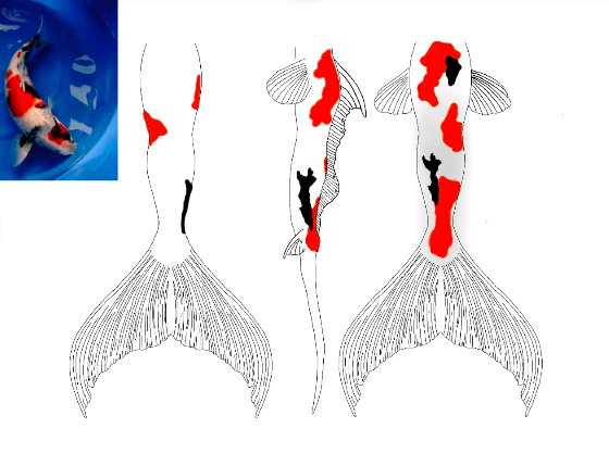 Custom Mermaid Tail Design