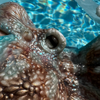 Caribbean Reef Octo Top, Cup Sizes B,C,D,DD, DDD/F, DDDD/G, & DDDDD/H