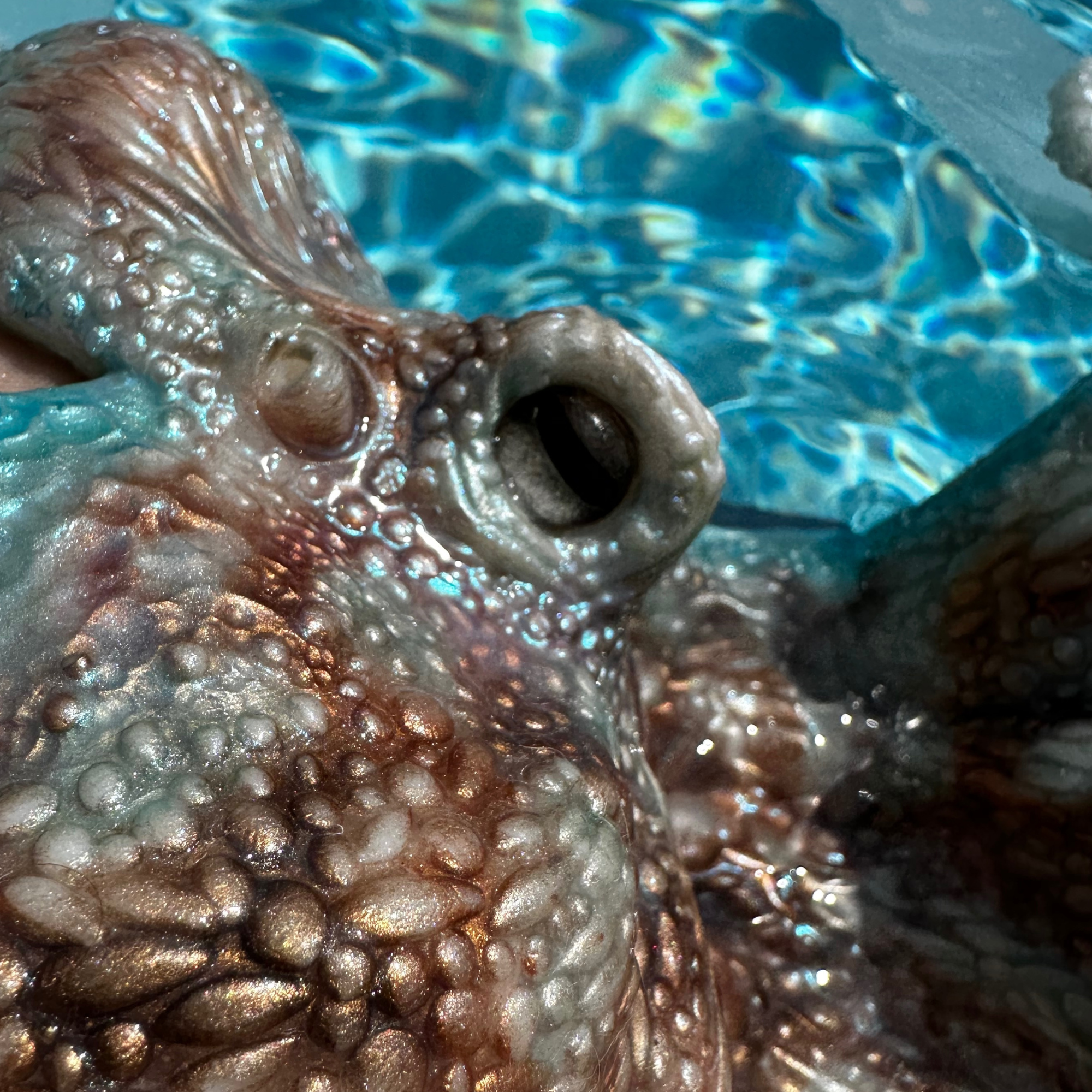 Caribbean Reef Octo Top, Cup Sizes B,C,D,DD, DDD/F, DDDD/G, & DDDDD/H