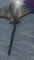 Sting Ray Swimming Pool Dive Toy