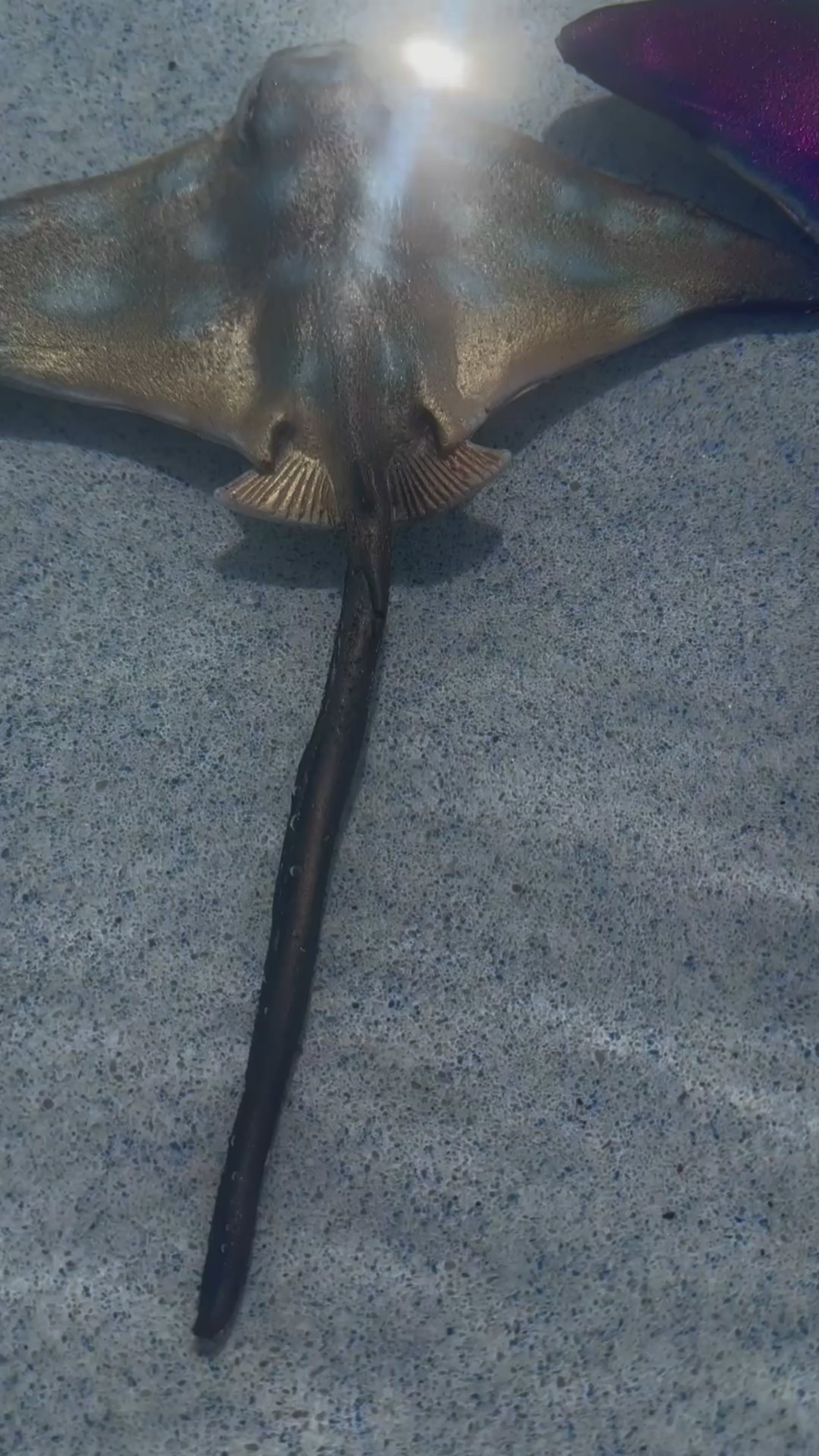 Sting Ray Swimming Pool Dive Toy