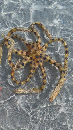 Custom Octopus Wrap/Dive toy Slot