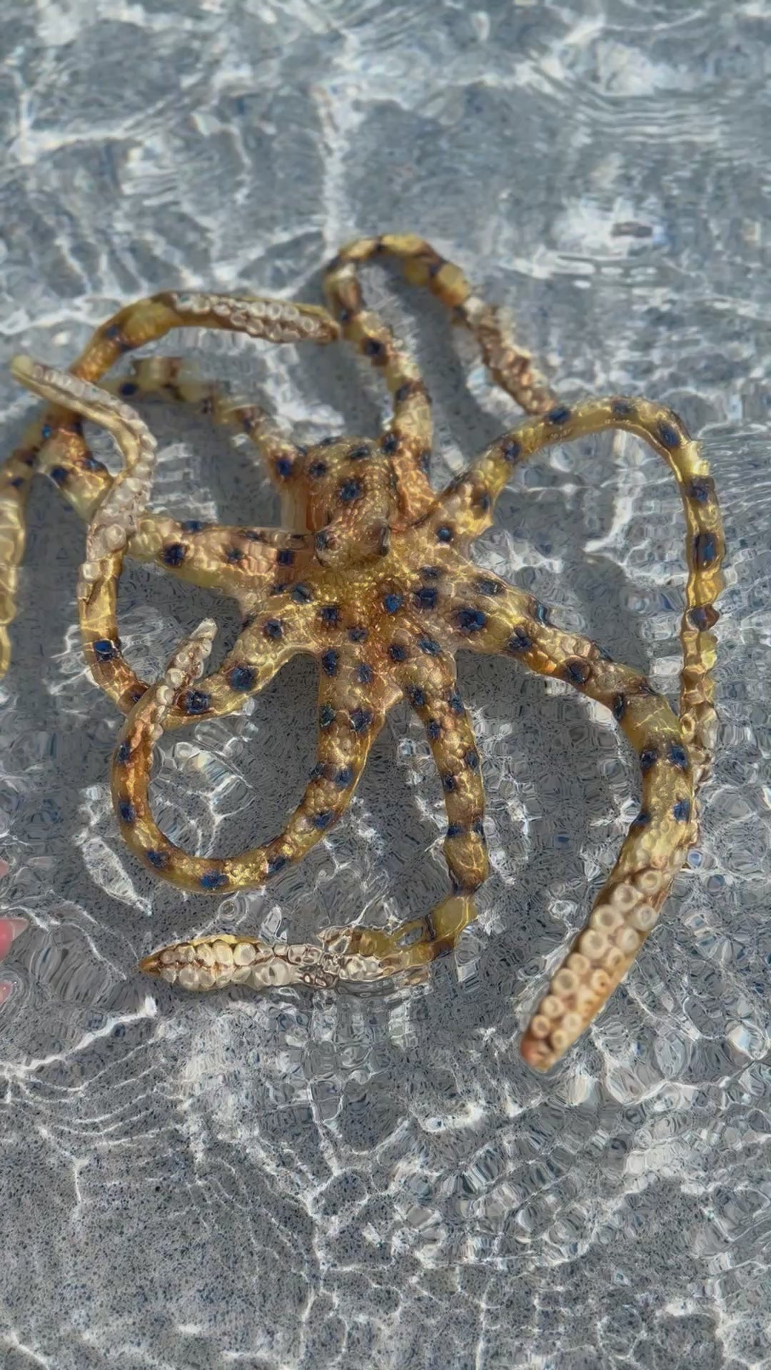 Custom Octopus Wrap/Dive toy Slot