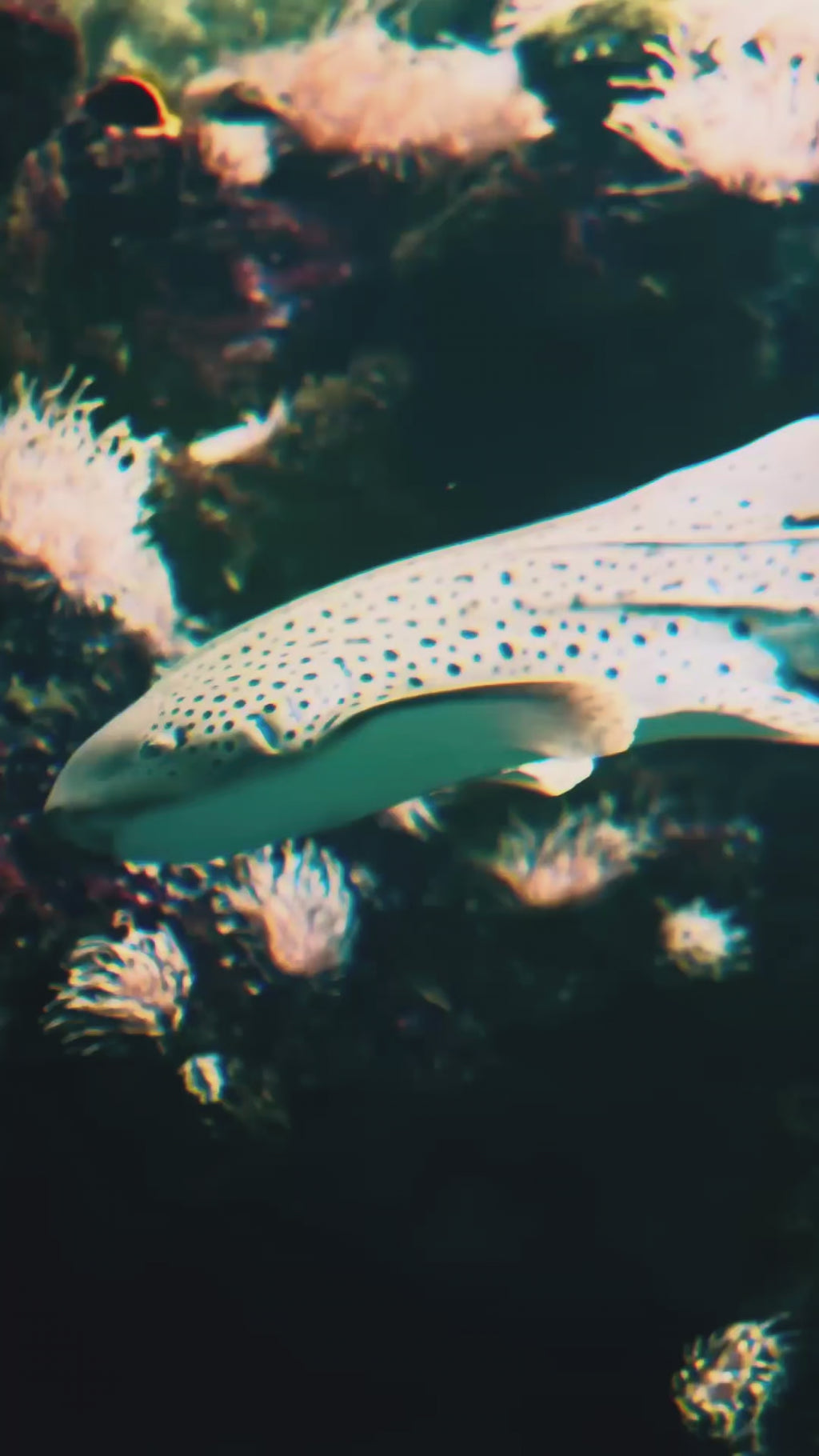 Shello Box 2025 - Sharkmas Shello Box