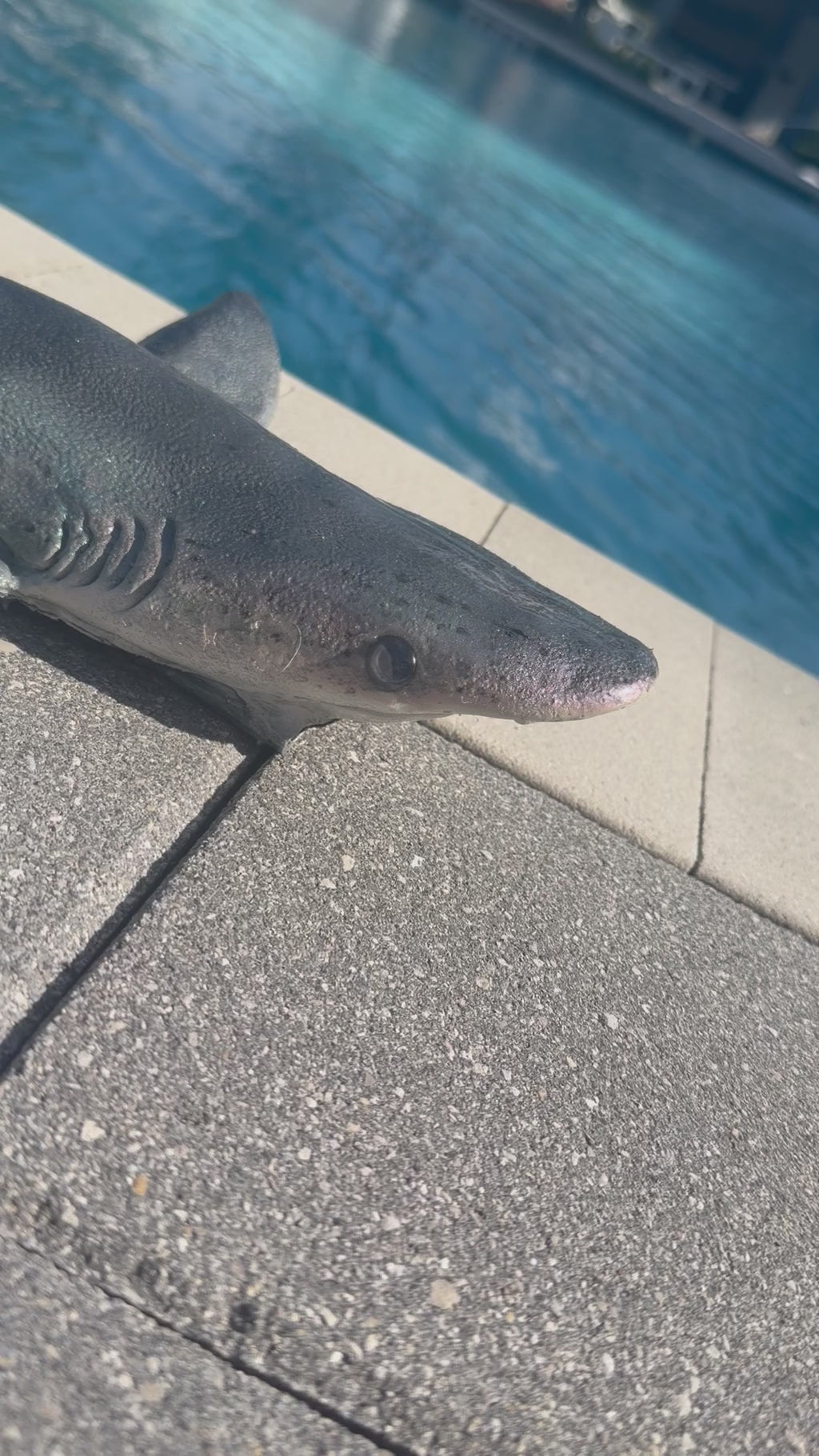 Great white coloration/Black tip Body shape shark weight belt 3.5lbs of added weight
